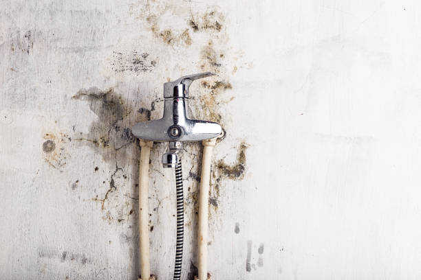 Best Toxic Mold Removal  in Carlisle Rockledge, AL