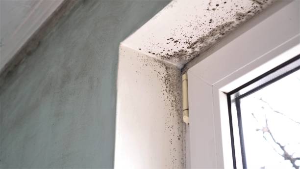 Best Residential Mold Removal  in Carlisle Rockledge, AL