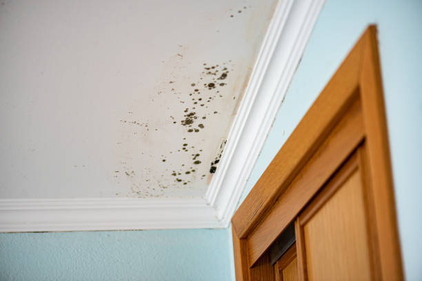 Best Crawl Space Mold Removal  in Carlisle Rockledge, AL