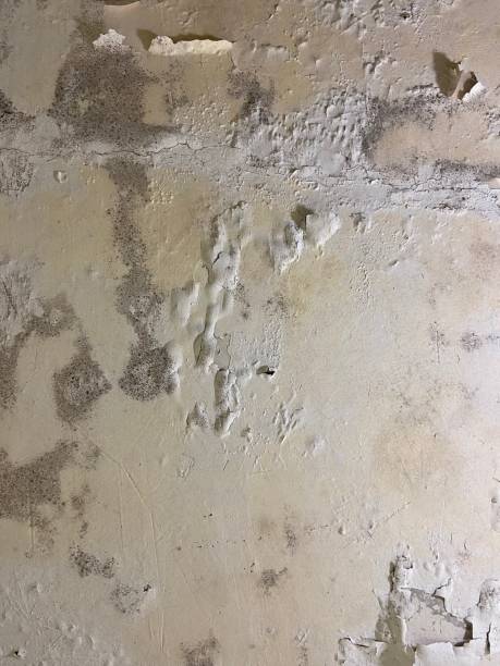 Best Mold Testing  in Carlisle Rockledge, AL