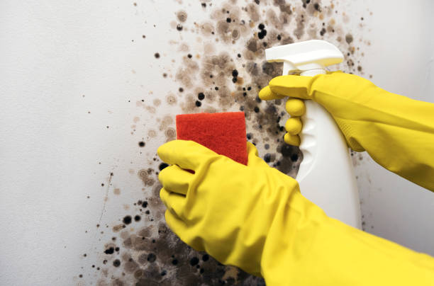 Best Affordable Mold Removal  in Carlisle Rockledge, AL