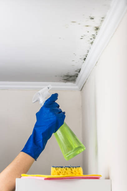 Best Local Mold Removal Service  in Carlisle Rockledge, AL